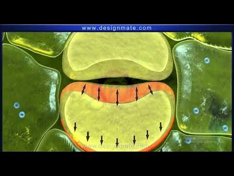 Class 10th Life Process Stomatal Transpiration