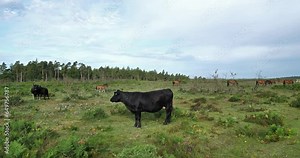Angus cattle and horses in the New Forest, Hampshire, England