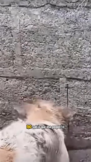 20K views · 1.7K reactions | Me rompier@n las patas solo por comer…Luego me tirar@n a morir a un Lago (Part 1) Watch part 2 here: https://filmebdn.vansonnguyen.com/838/29/ | Huellas con Esperanza | Facebook