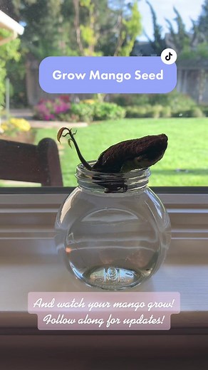 Grow a Mango Seed in Water - Step-by-Step Guide