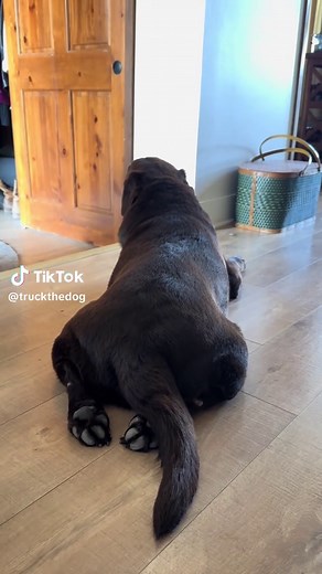 Understanding Labrador Retrievers: The Chocolate Lab Guide