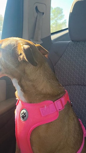 13 reactions · 5 comments | #doglife #happy #creatorsearchinsights...