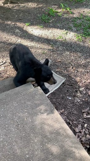 Dancing Bears Just in case you missed it! #foryou #bear #fyp #love #video #wildanimals #dance #viral #animalsoftiktok #spirituality #outdoors #mountain #nature