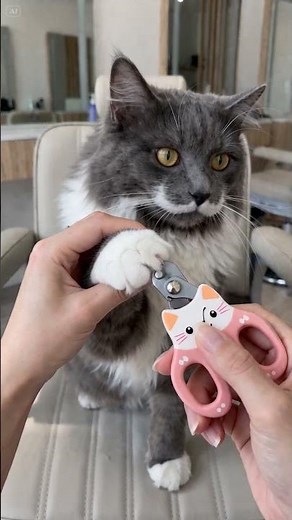 Kitty Care! 🐱🧼 Fun Grooming Mission! ✨