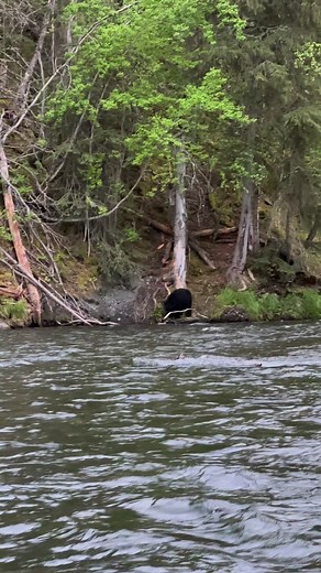 1.9M views · 10K reactions | Came across this Male Black Bear Fishing for salmon at the Russian River in Cooper Landing Alaska. #jcsolbergphotography #alaskaphotography #wildlifephotographer #wildlifephotography #alaskaproud #wildlife #shotoniphone #blackbear #bears #russianriver #fishing | Alaskan Adventures And More | Facebook