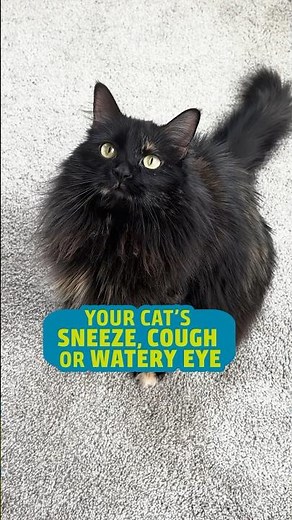 Get the complete guide to feline upper respiratory infections on our website: maf.link/uri