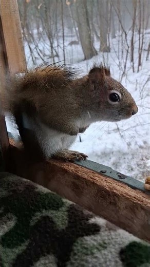 Red Squirrel gives Secret Password for Peanut