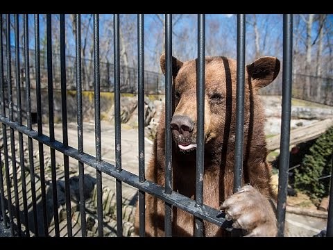 Bear Mountain State Park Trailside Museums and Zoo