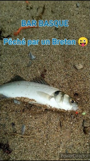 SEA BASS caught on a lure with a teaser - shore fishing