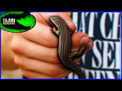 How to ACTUALLY Catch Fast Lizards! (It's not cheating leave me alone)