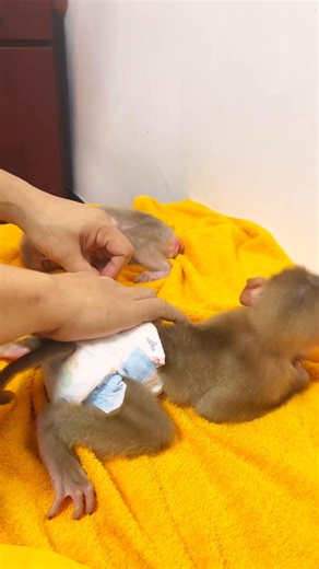 59K views · 782 reactions | Good little monkeys — let Dad put on their diapers nicely ❤️殺 #monkey #petsearch #animals #petfriendly #felinelove | Monkey Icy | Facebook