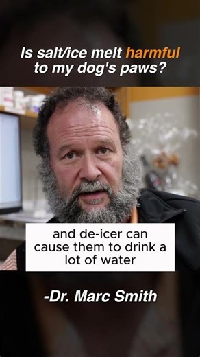 Winter Paw Safety Tips: Salt & De-Icer Risks | Marc Smith, DVM, MS