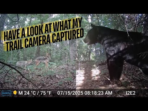 Have a look at what my trail camera captured after leaving it on the mountain .