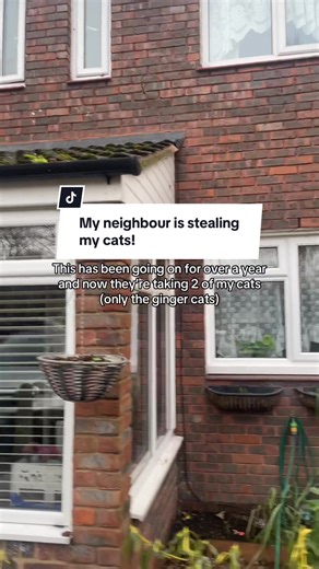 My Neighbour Is Stealing My Cats: A Documented Struggle