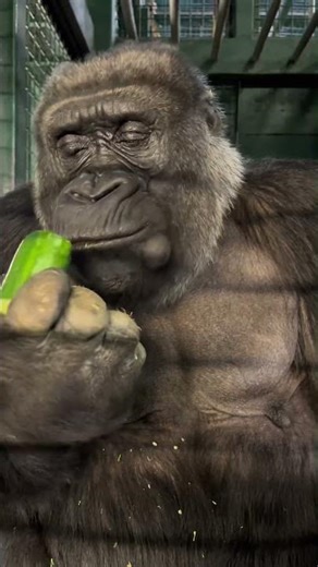 #43 Small to Big Animals Transformation | Amazing Animal Size Comparison Animation