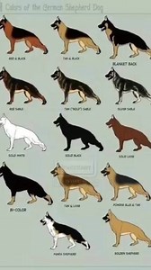 Rare German Shepherds.. | German Shepherd Universe