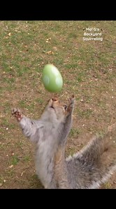 Squirrel Easter Egg Catch!!😯⭐️🐿️ #squirrelwhisperer #squirrel #amazing #talentedsquirrel #catch #squirrelcatch #easter #eastereggs #squirrelfriends #backyardwildlife #connectwithnature #melgsbackyard #melgsbackyardsquirreling | Melanie Getchell