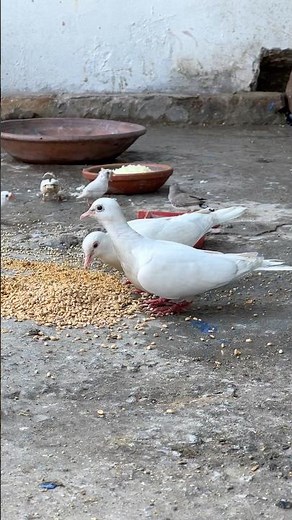 White dove breeding