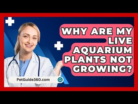 Why Are My Live Aquarium Plants Not Growing? - PetGuide360.com