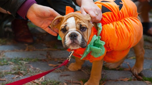 This Chucky-Inspired Dog Costume From Target Is the Halloween Hit of 2025