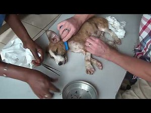 Saving Puppy Infested with Ticks!