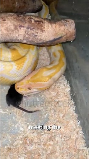 Top 3 Non-Venomous Snakes You WON’T Believe Exist #snake #wildlife #reptiles #ytshorts #animalshorts