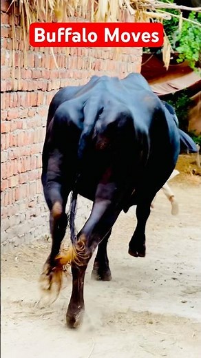 Buffalo Sprinting with Energy #shorts
