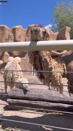 Meet two of our newest residents, Bactrian camels Terri and Gumby! 🐫 Coming from Nevada, Terri (male, brown) and Gumby (female, white) recently made their debut at the zoo. The pair are both magnificent and goofy; Gumby is highly food motivated and quick to respond to her care team, while Terri marches to the beat of his own drum. Terri and Gumby are set to share habitat space with Mongolian wild horses Dimitri and Mikhail. With unique adaptations, Bactrian camels are well-equipped for life in 