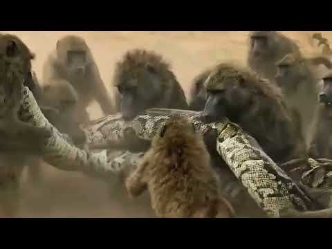When Baboons Face a Python – Wild Animal EncounterNature’s Unexpected Showdown: Baboons vs Python