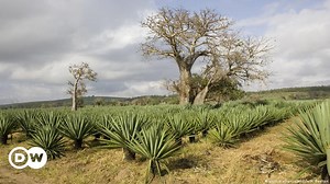 Kenya: Planting trees with a slingshot