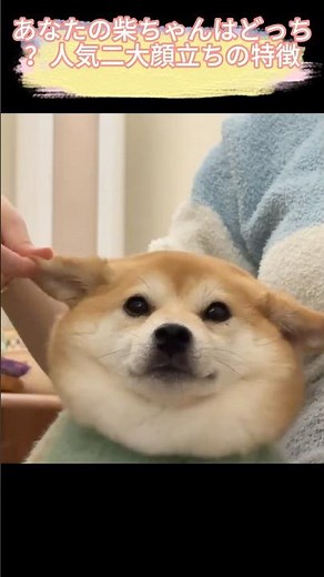 Which one is your Shiba? Features of the two popular face types #ShibaInu #ShibaInuTypes #FoxFace...