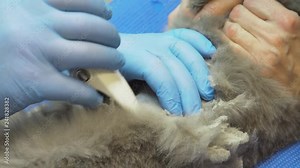 Veterinary doctor makes an ultrasound examination of a cat. Cat on ultrasound diagnosis in a veterinary clinic. Medical ultrasound.