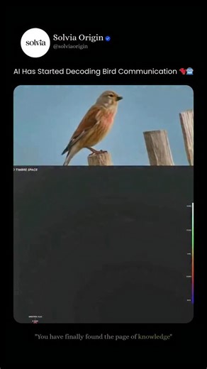 Solvia Origin | 🧠 AI Is Decoding Bird Language — And It’s Real 🐦🤖 - For centuries, bird songs sounded like random chirps to us. Now, artificial... | Instagram