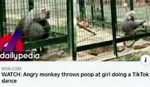 WATCH: Angry monkey throws poop at girl doing a TikTok dance - iFunny