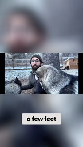 I spent 30 days hiking with bear dogs and learned this