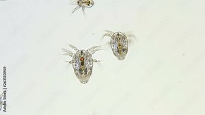 Nauplius larva Cyclopidae under a microscope, visible internal organs, is a predator, plankton, diverse life in color 4K