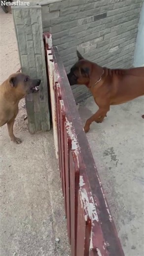 All bark and no bite! | The Sun