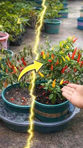 Chili Plant Wilting from Water Deficiency? Fast Recovery Method #farminglife #farming