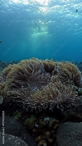 False Clown Anemonfish (Western Clownfish) - Amphiprion ocellaris, living in an anemone. Underwater world of Tulamben, Bali, Indonesia. 4k slow motion.