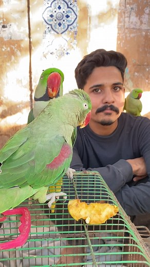 437K views · 6.6K reactions | Talking Green Parrot in lalukhet birds market | Nexus Birds | Facebook