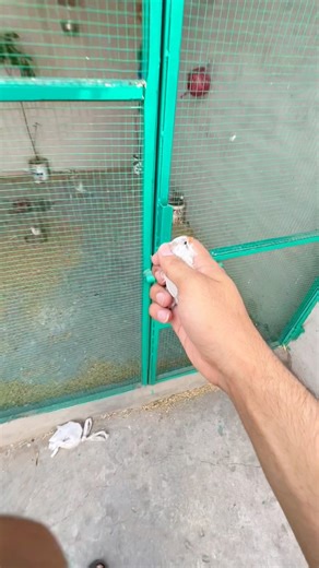1.2M views · 10K reactions | Finch cage se ur gye  | Birds Lover | Facebook