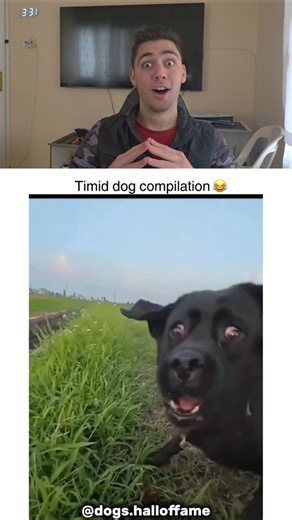 IS HE SCARED⁉️ 😂🐕 Timid Dog Moments #shorts #funny #dog