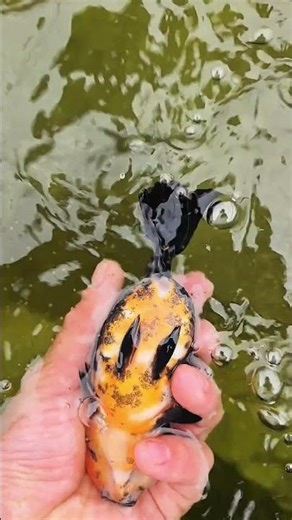 Goldfish start laying eggs in winter! It's still so small! #goldfish #aquaticpets #koi