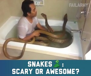 531K views · 1.8K shares | Snakes...it had to be snakes... | FailArmy | Facebook