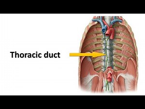 Thoracic duct. Prof. Dr. Md. Ashfaqur Rahman