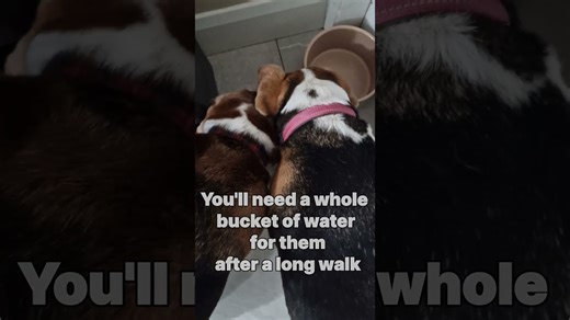 Even more funny facts every beagle owner knows