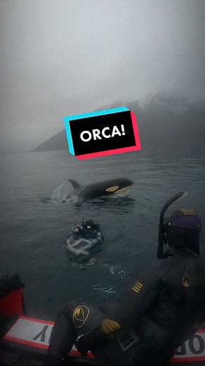 Experience the Thrill of Orcas in Norway!