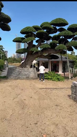 Nhanet♤bonsai trên TikTok