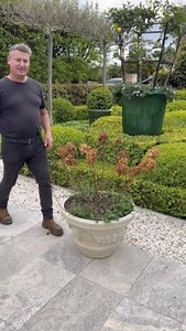 32K views · 24 reactions | PART 1 for pruning panicle hydrangeas #andrewstark #andrewstarkgardens #andrewstarkgardendesign #gardendesign #gardendesignmelbourne #hedges #topiary #pruning #gardenreno #gardenrenovation #gardenlovers #hydrangeas #paniclehydrangeas #paniclehydrangea #strawberryfraise | Andrew Stark. Garden Design | Facebook