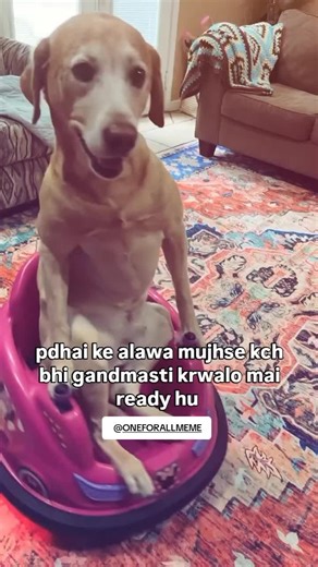 ONE FOR ALL MEME (@one.for.all.memes)’s videos with original sound - bgkhabar